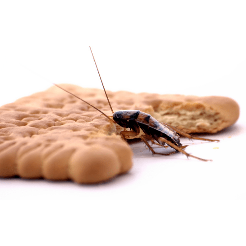 Set Baits & Traps For Cockroaches